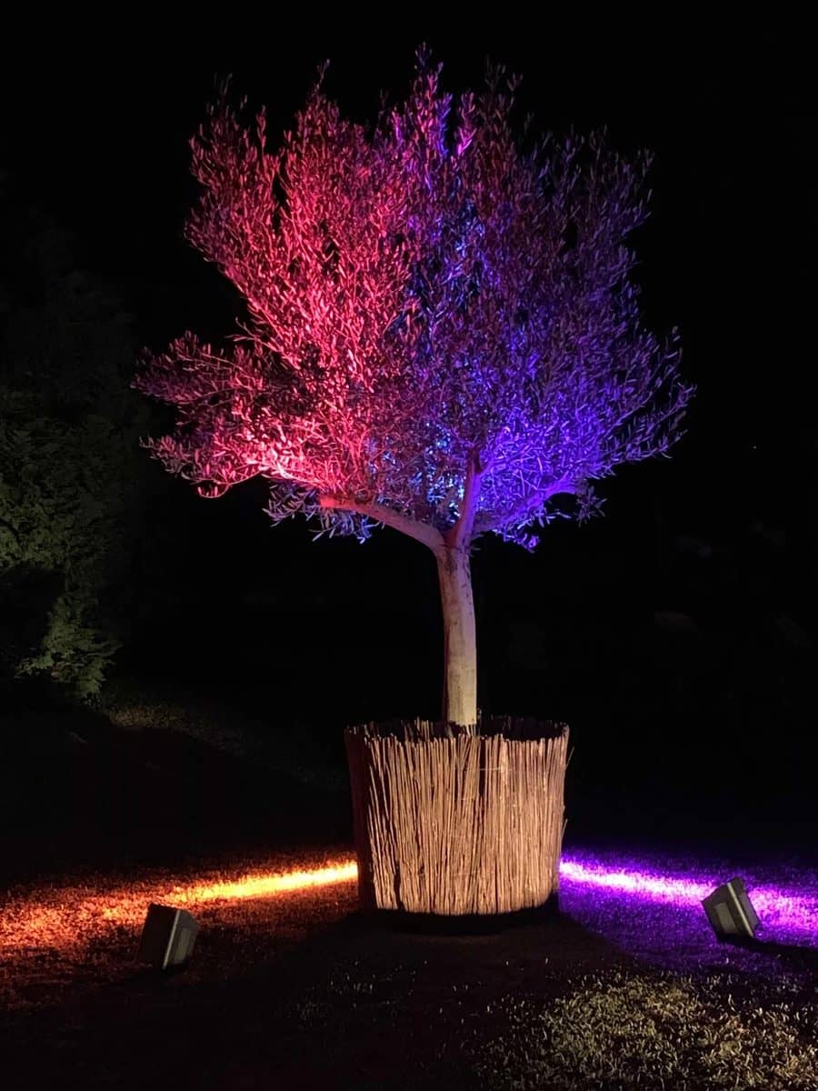 Arbre mis en lumière en rose et violet